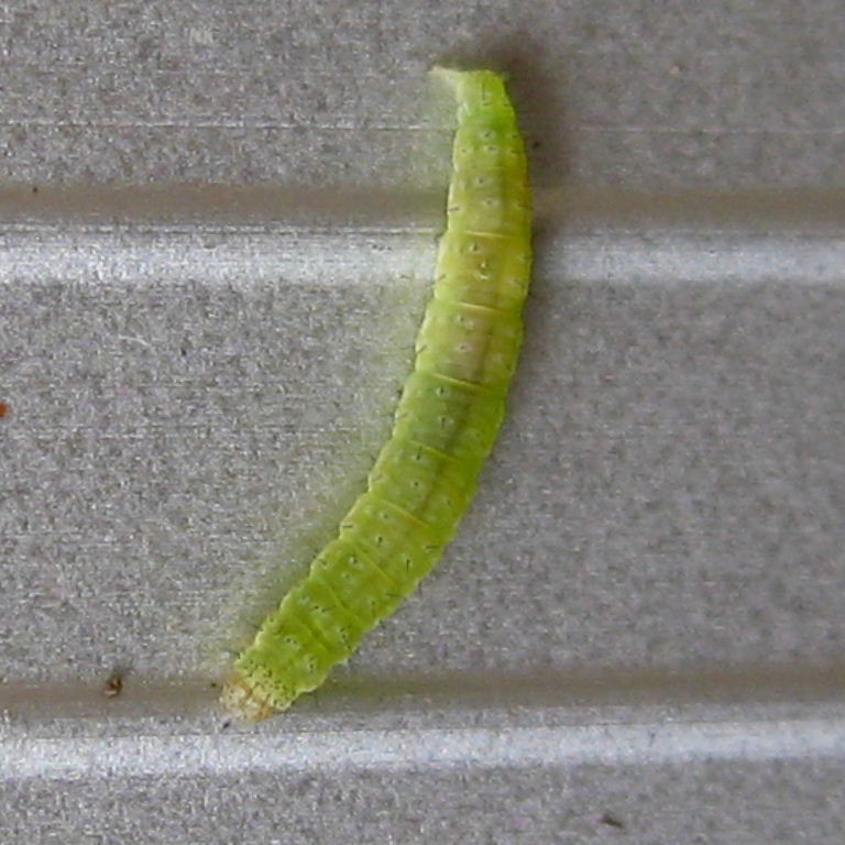 Diamond-back Moth caterpillar