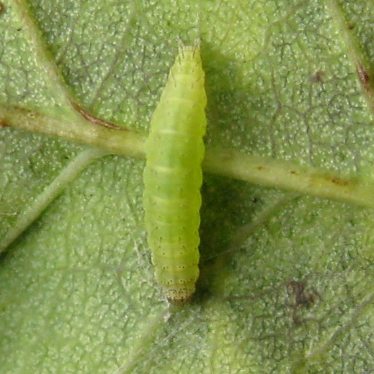 Diamond-back Moth caterpillar