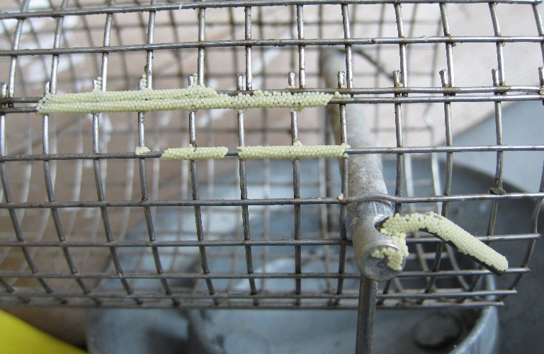 Large Yellow Underwing moth eggs