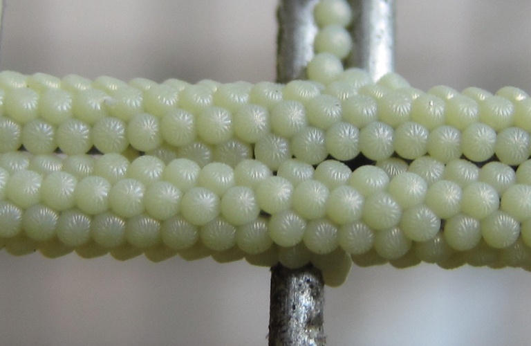 Large Yellow Underwing moth eggs