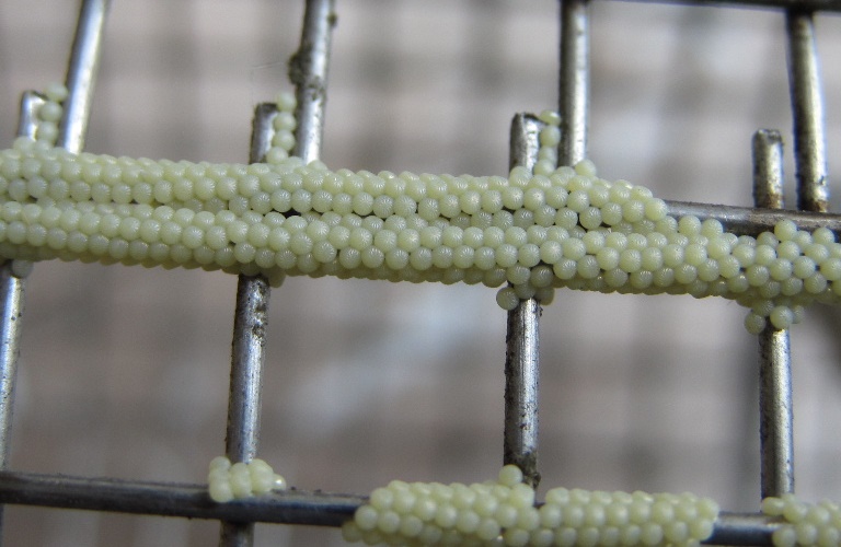 Large Yellow Underwing moth eggs