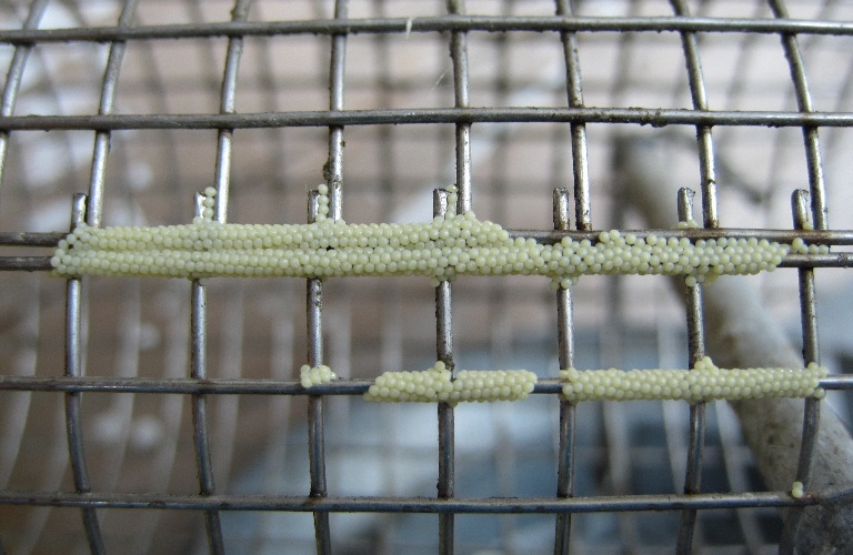 Large Yellow Underwing moth eggs