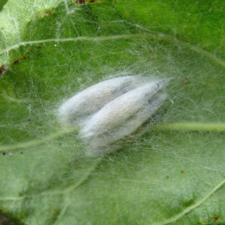 Apple Ermine Moth pupae