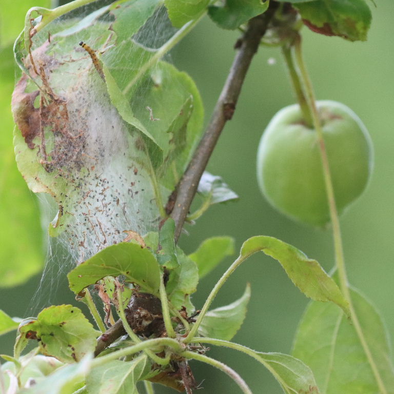 Apple Ermine Moth caterpillar web