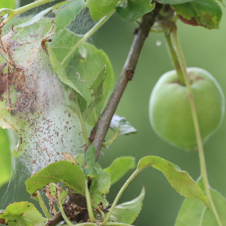 Apple Ermine Moth caterpillar web