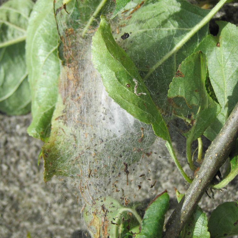 Apple Ermine Moth caterpillar web