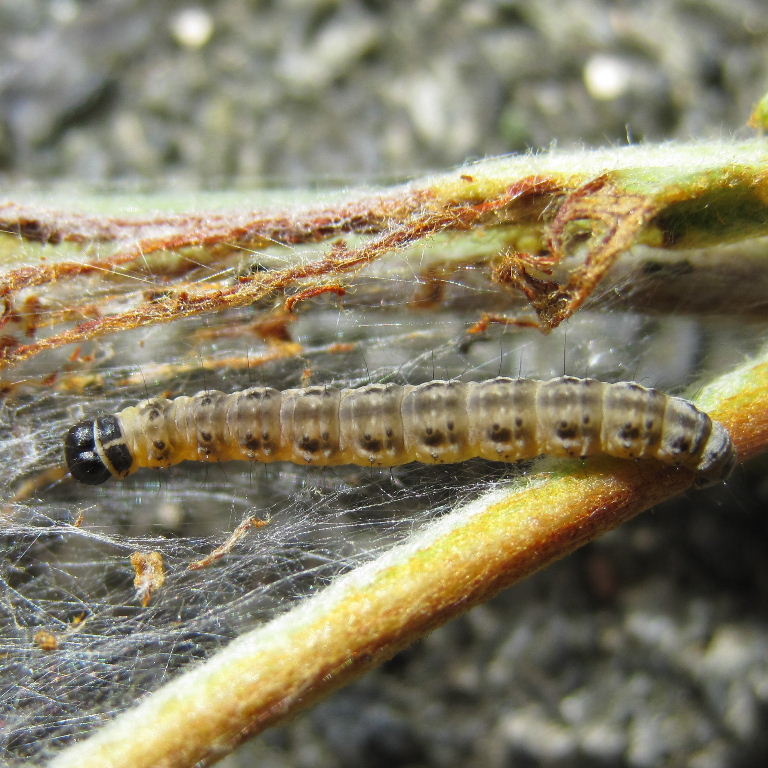 Apple Ermine Moth caterpillar