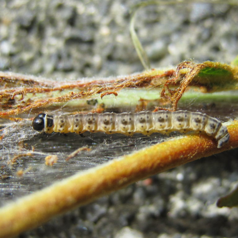 Apple Ermine Moth caterpillar