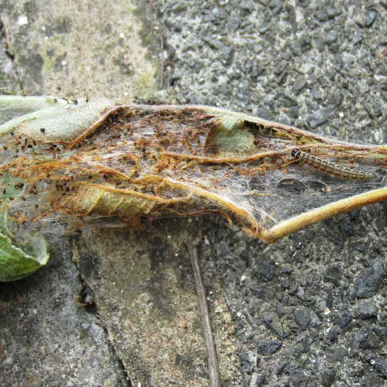 Apple Ermine Moth caterpillar