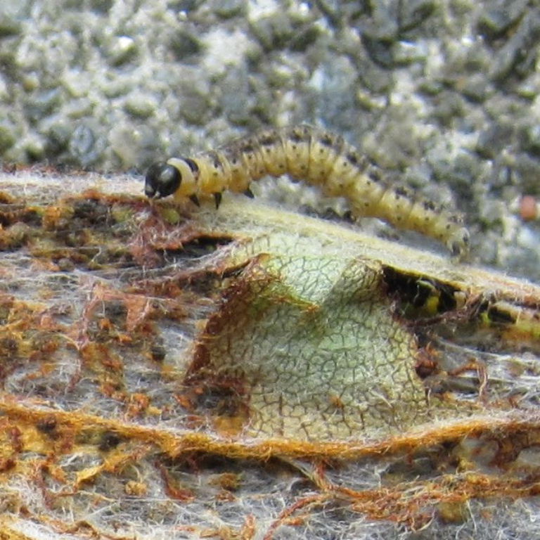 Apple Ermine Moth caterpillar