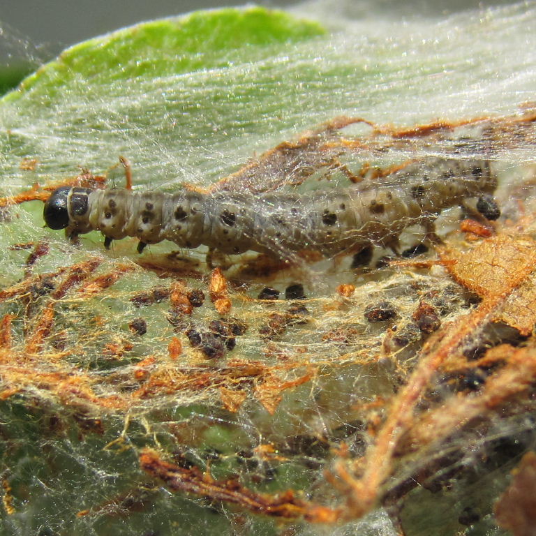 Apple Ermine Moth caterpillar