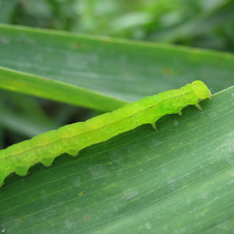 Herald Moth caterpillar