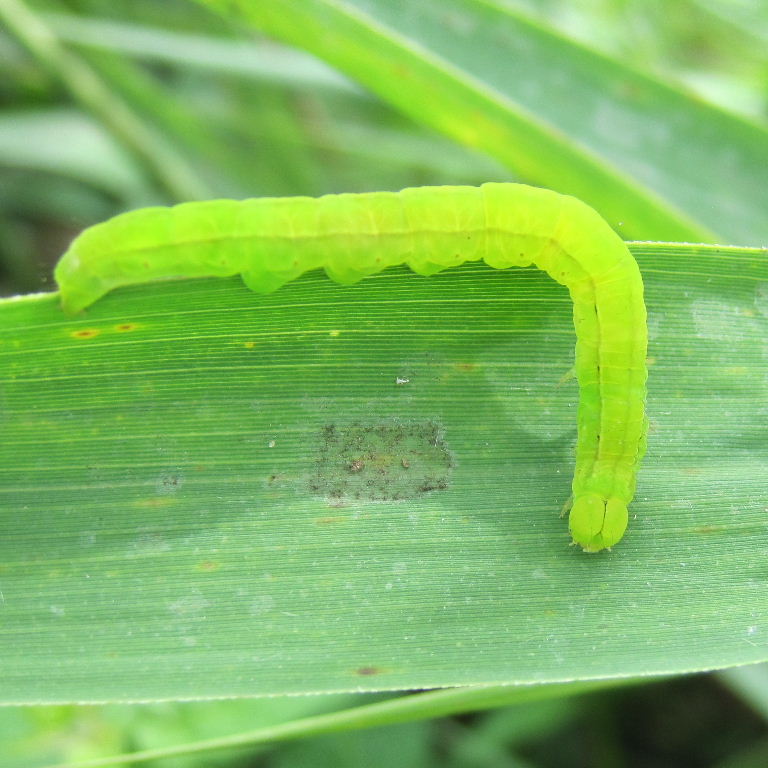 Herald Moth caterpillar