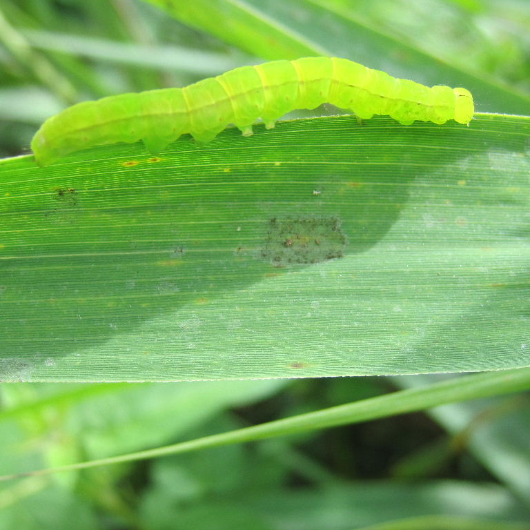 Herald Moth caterpillar