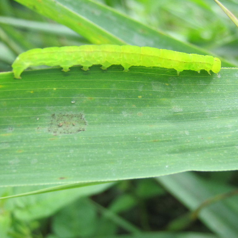 Herald Moth caterpillar