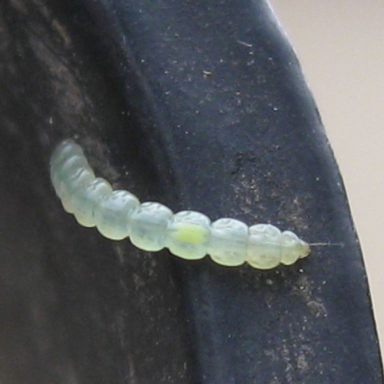 Apple Leaf Miner caterpillar