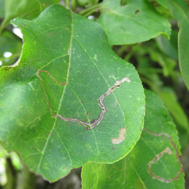 Apple Leaf Miner