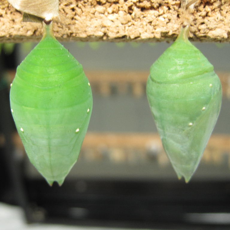 Blue Morpho butterfly chrysalis