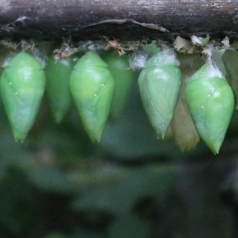 Blue Morpho butterfly chrysalis