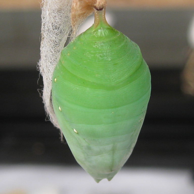 Blue Morpho butterfly chrysalis