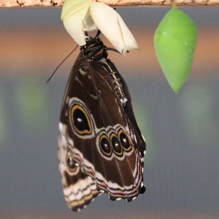 Blue Morpho butterfly emerging from chrysalis