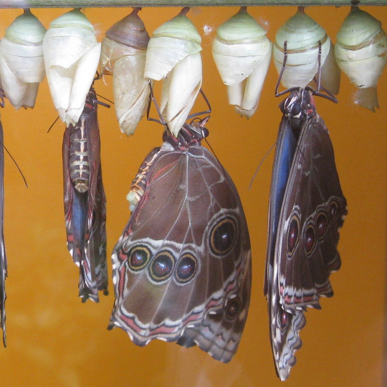 Blue Morpho butterfly emerging from chrysalis