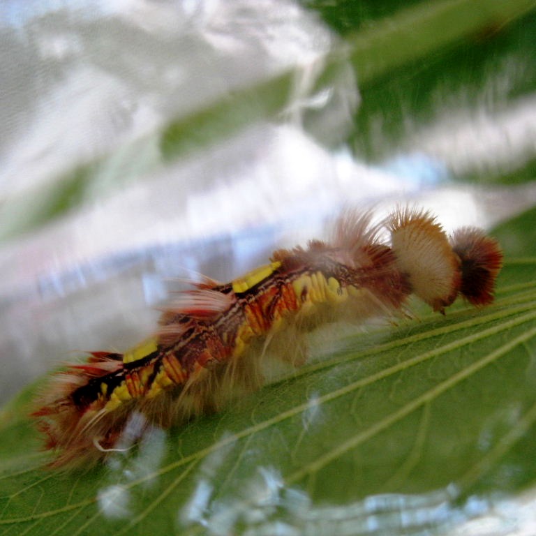 caterpillar of Blue Morpho butterfly
