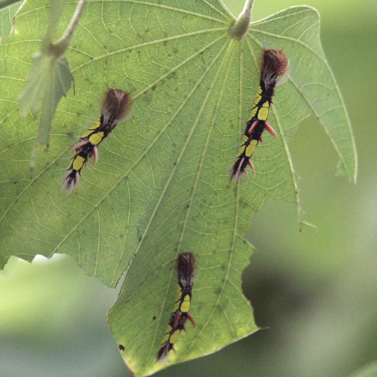 caterpillar of Blue Morpho butterfly