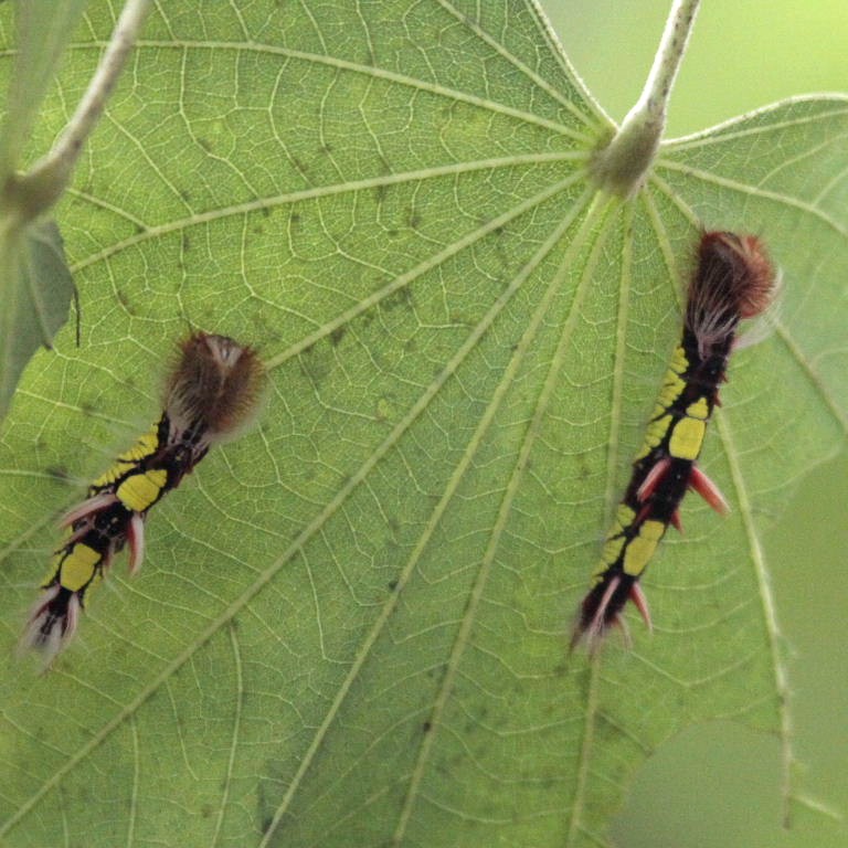 caterpillar of Blue Morpho butterfly