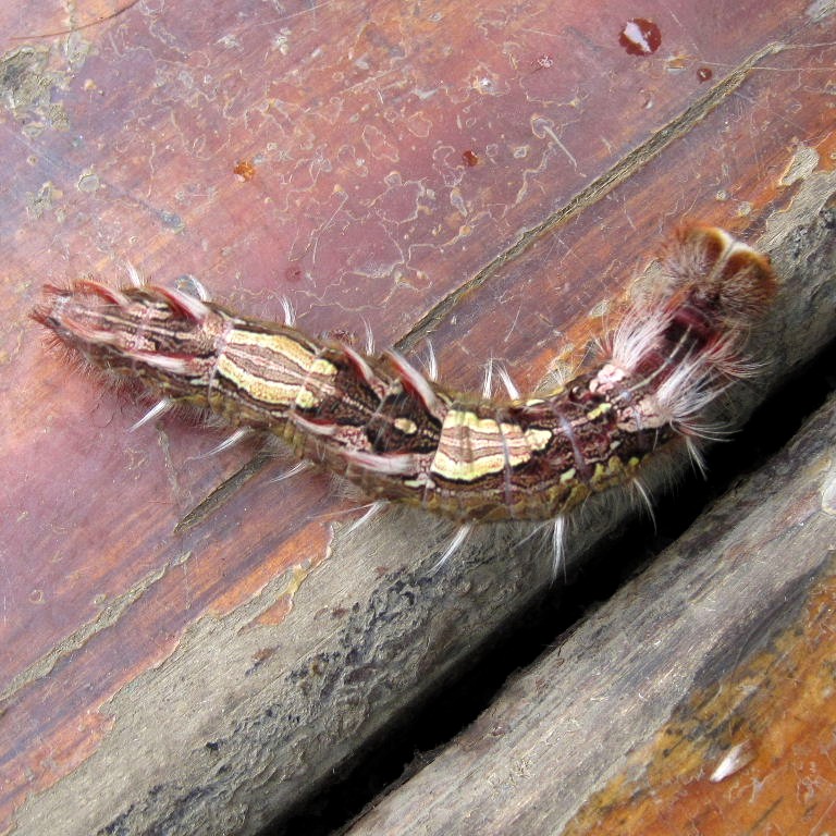 caterpillar of Blue Morpho butterfly