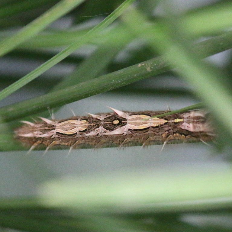 caterpillar of Blue Morpho butterfly