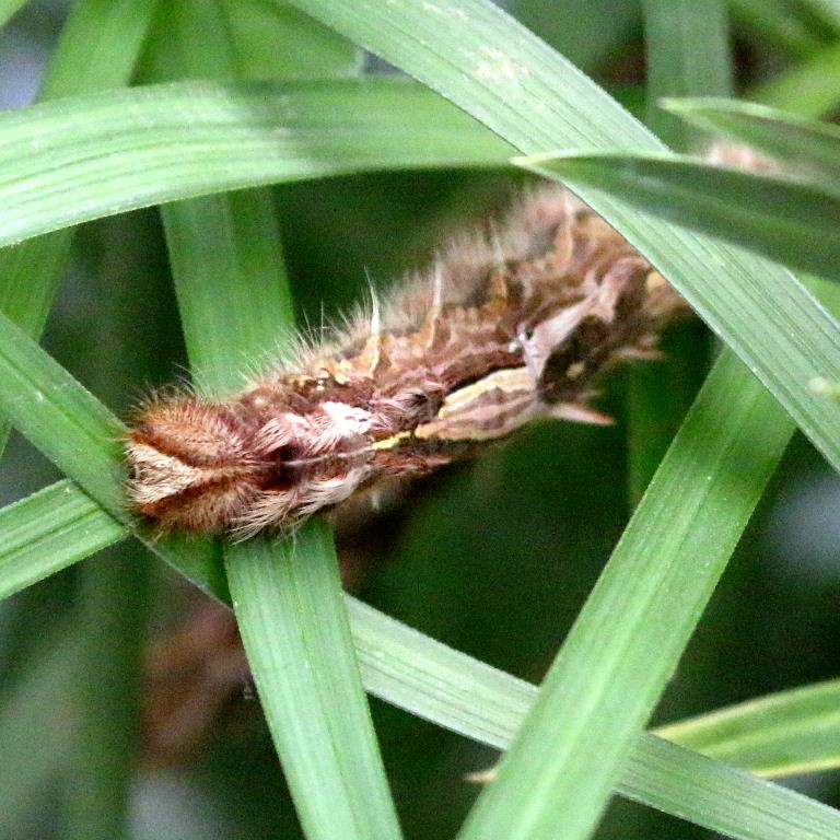 caterpillar of Blue Morpho butterfly