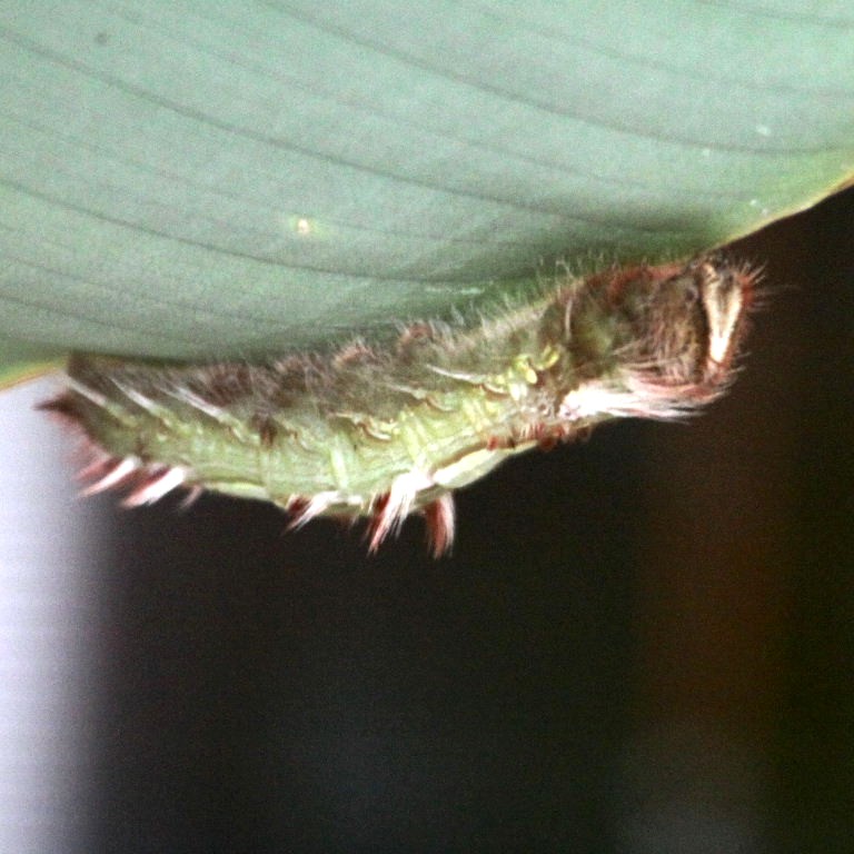 caterpillar of Blue Morpho butterfly