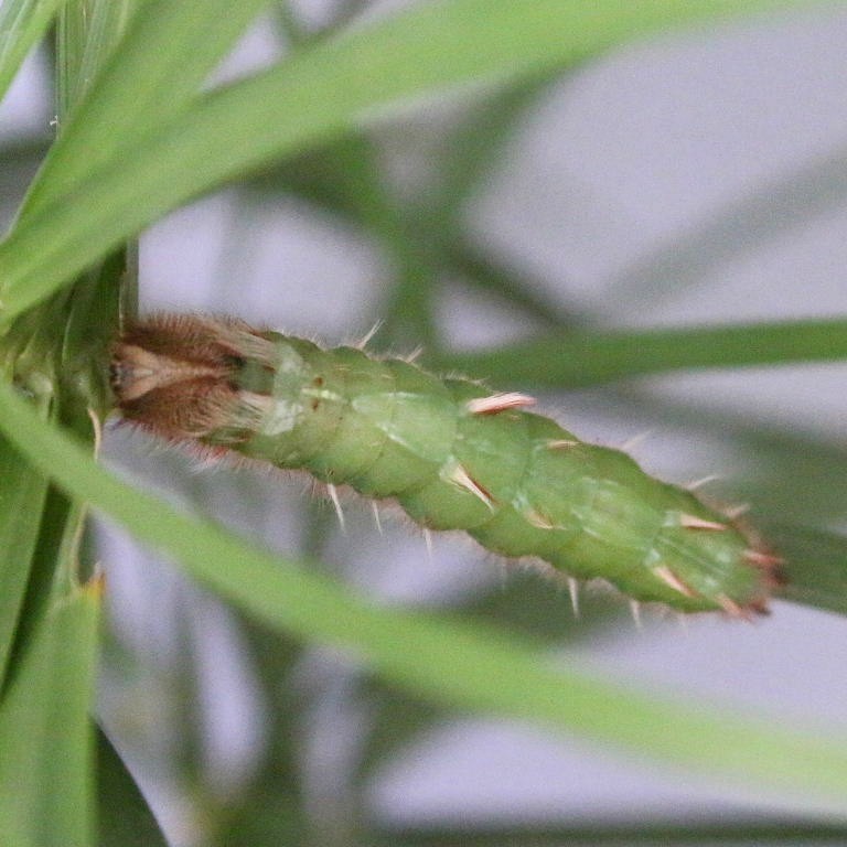 caterpillar of Blue Morpho butterfly