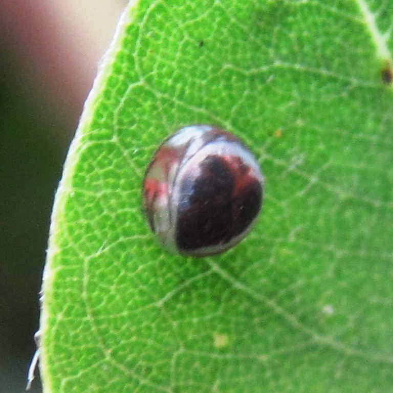 egg of Blue Morpho butterfly