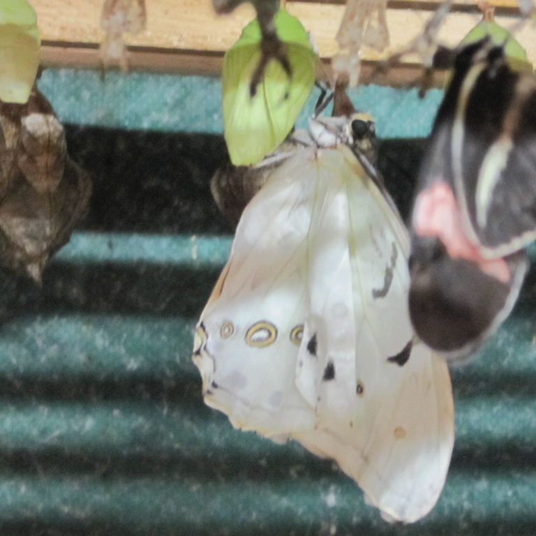 White Morpho butterfly emerging from chrysalis