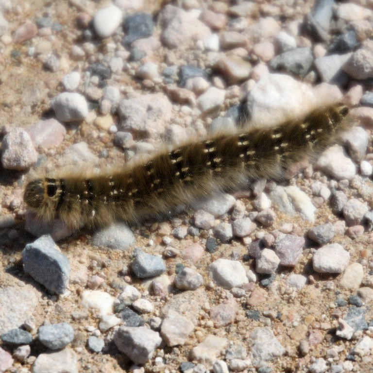 Lasiocampa terreni moth caterpillar