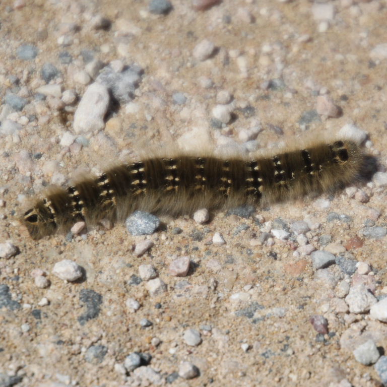 Lasiocampa terreni moth caterpillar