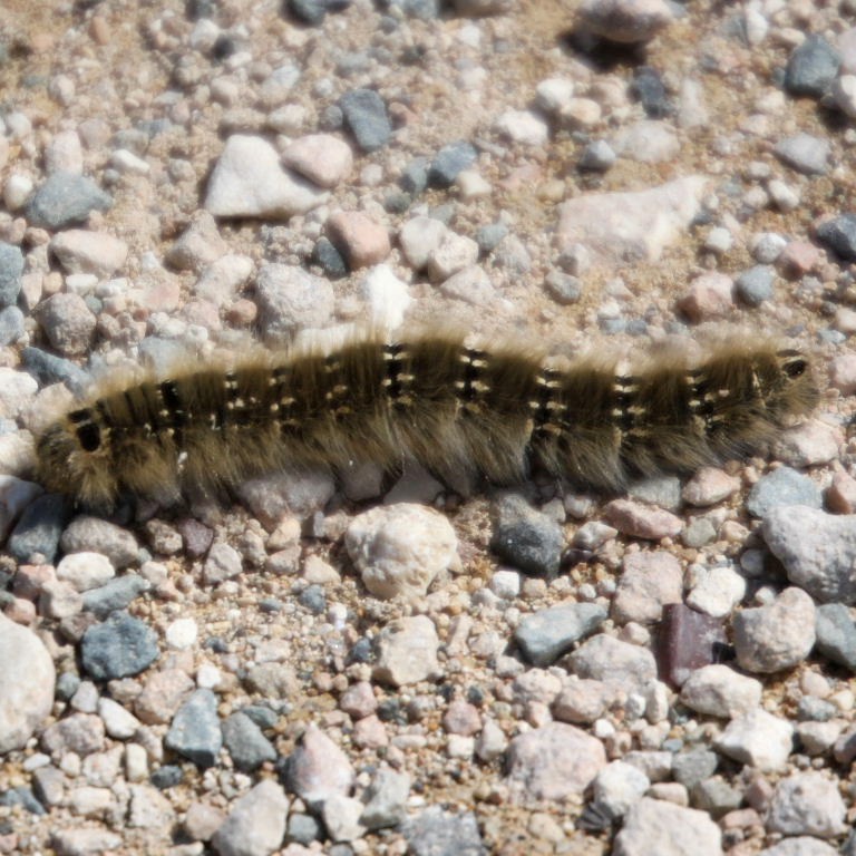 Lasiocampa terreni moth caterpillar