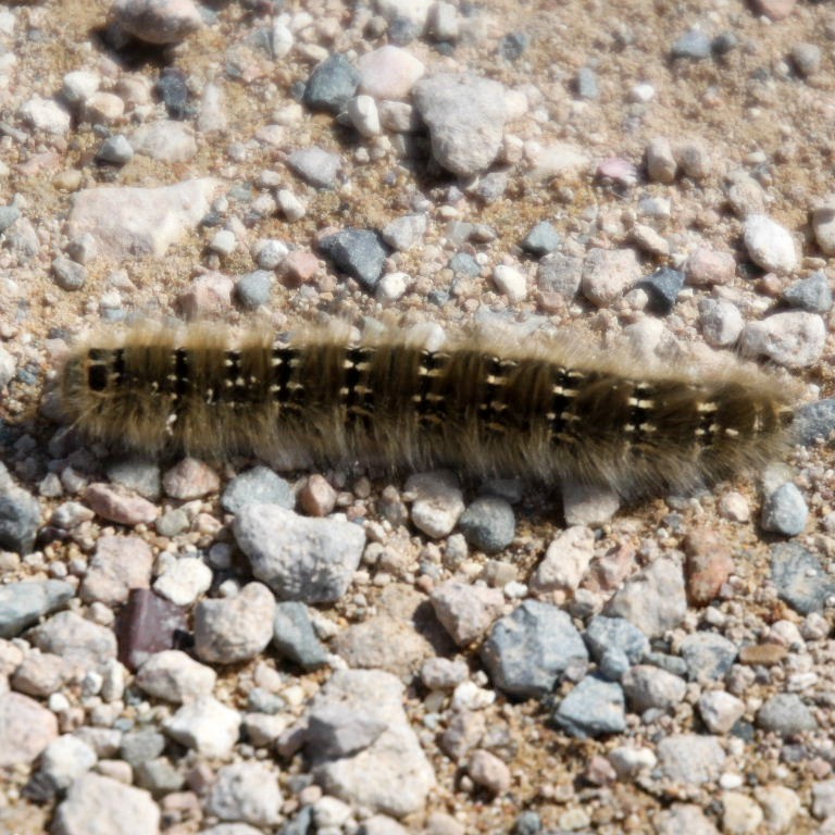 Lasiocampa terreni moth caterpillar