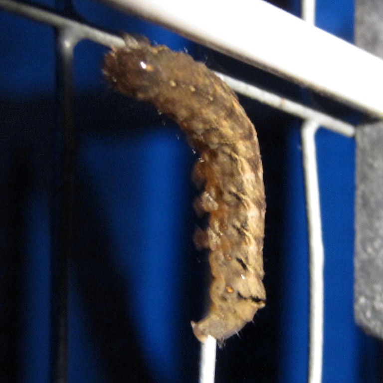 Old Lady Moth caterpillar