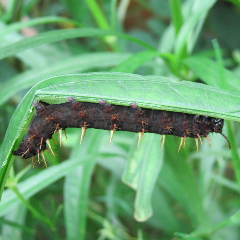 Rusty-tipped Page butterfly caterpillar