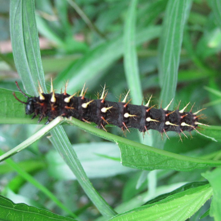 Rusty-tipped Page butterfly caterpillar