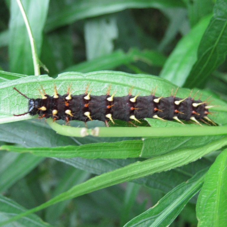 Rusty-tipped Page butterfly caterpillar