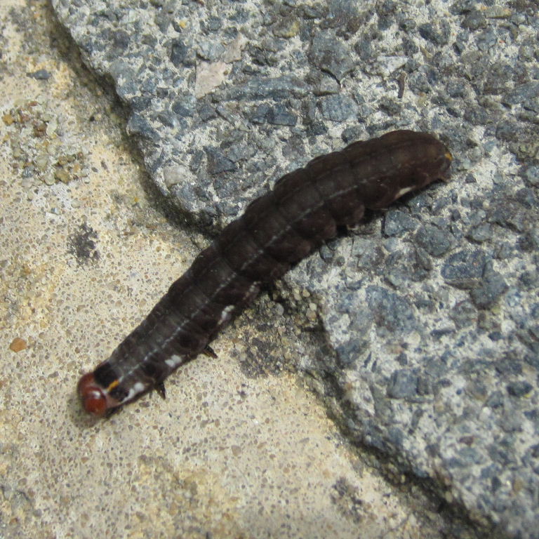 The Satellite Moth caterpillar