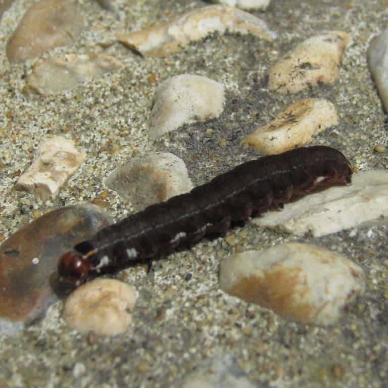 The Satellite Moth caterpillar