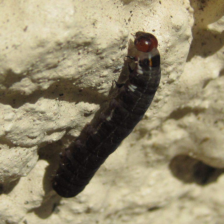 The Satellite Moth caterpillar