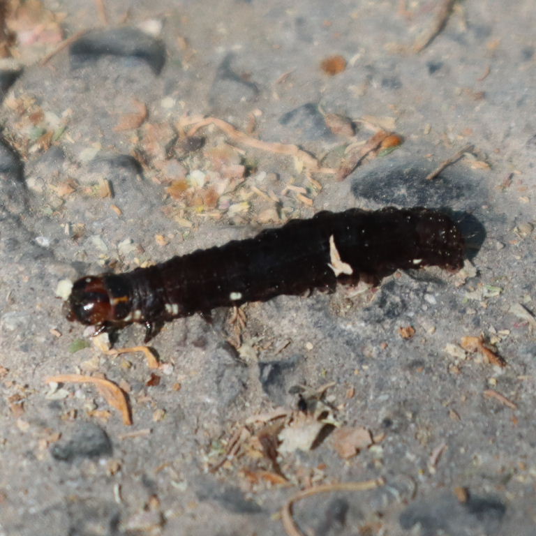 The Satellite Moth caterpillar