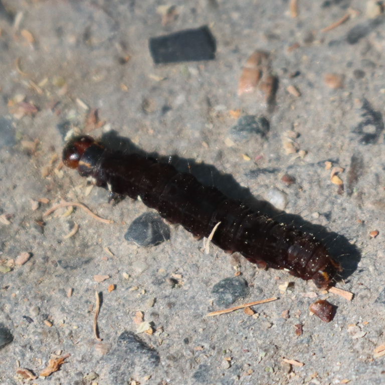 The Satellite Moth caterpillar