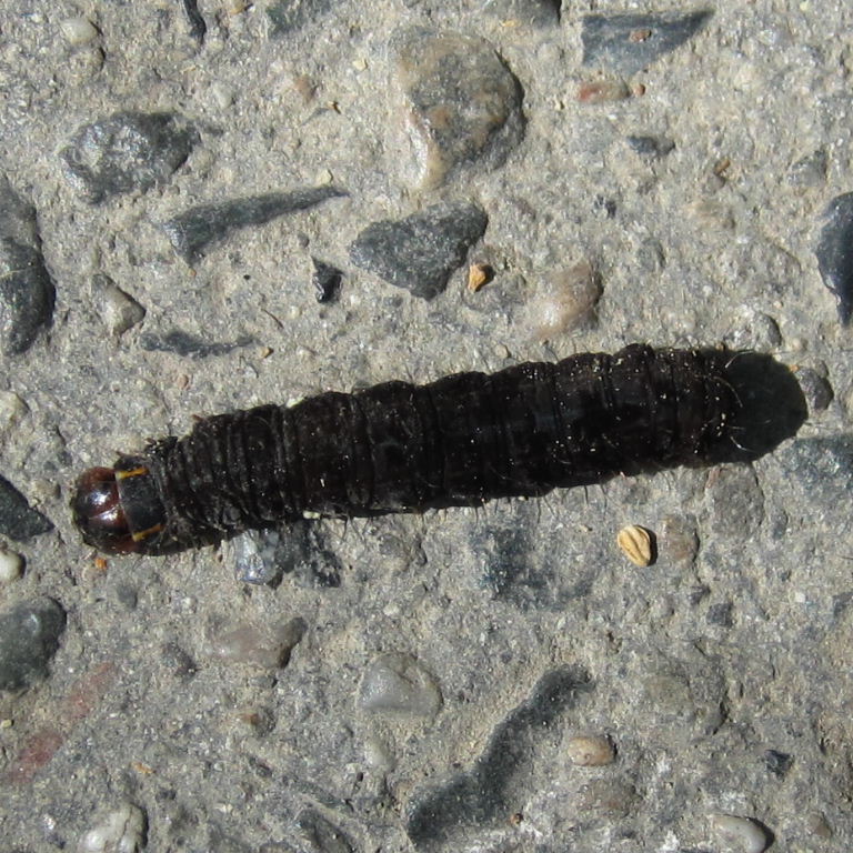The Satellite Moth caterpillar